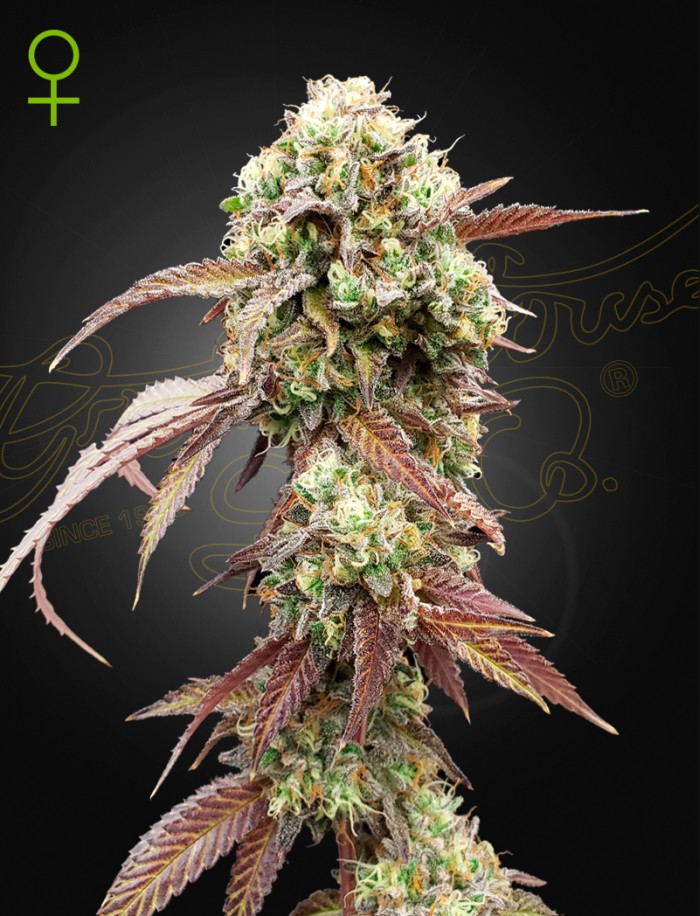 Feminised Cannabis Seeds Green House Seed Company Buy Cannabis