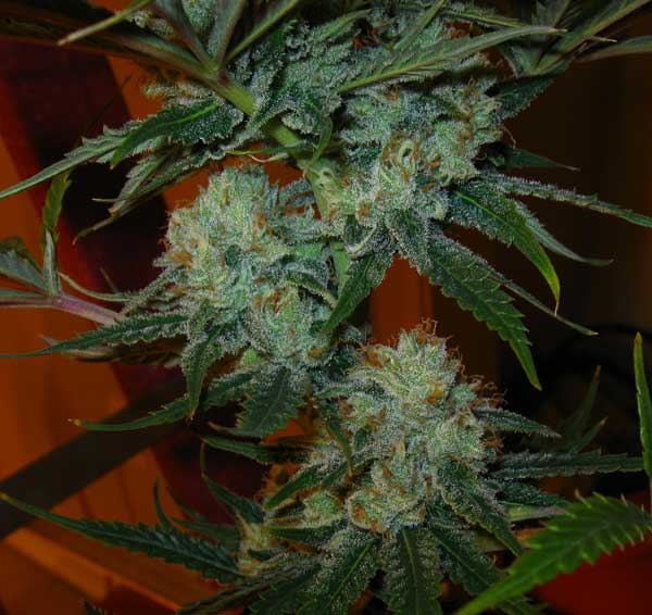 Growing & Testing :: Grow Reviews :: Super Lemon Haze ® by 5LeggedGoat ...