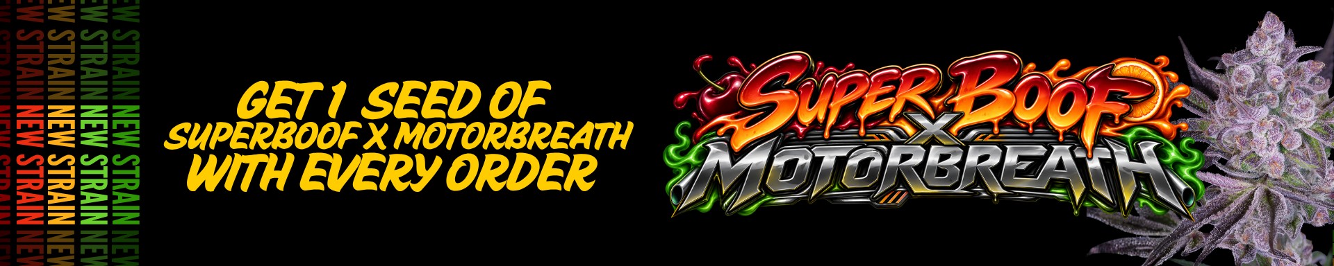 1 free Motorbreath