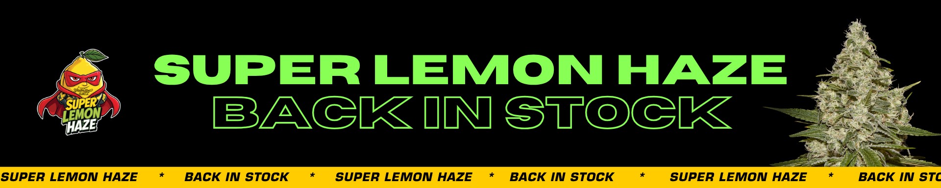 Super Lemon Haze is back