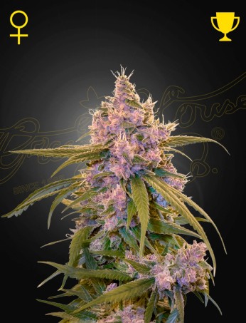 Arjan's Ultra Haze 2 (Mango Haze) (Feminised)