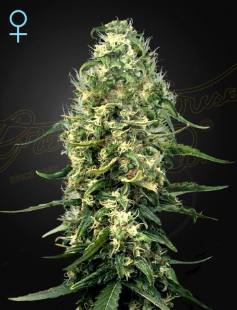 Super Lemon Haze CBD