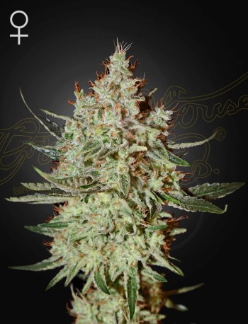 Train Wreck