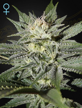 King’s Kush CBD