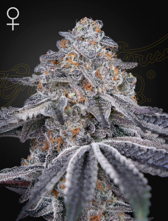 Velvet Moon — breeder photo
