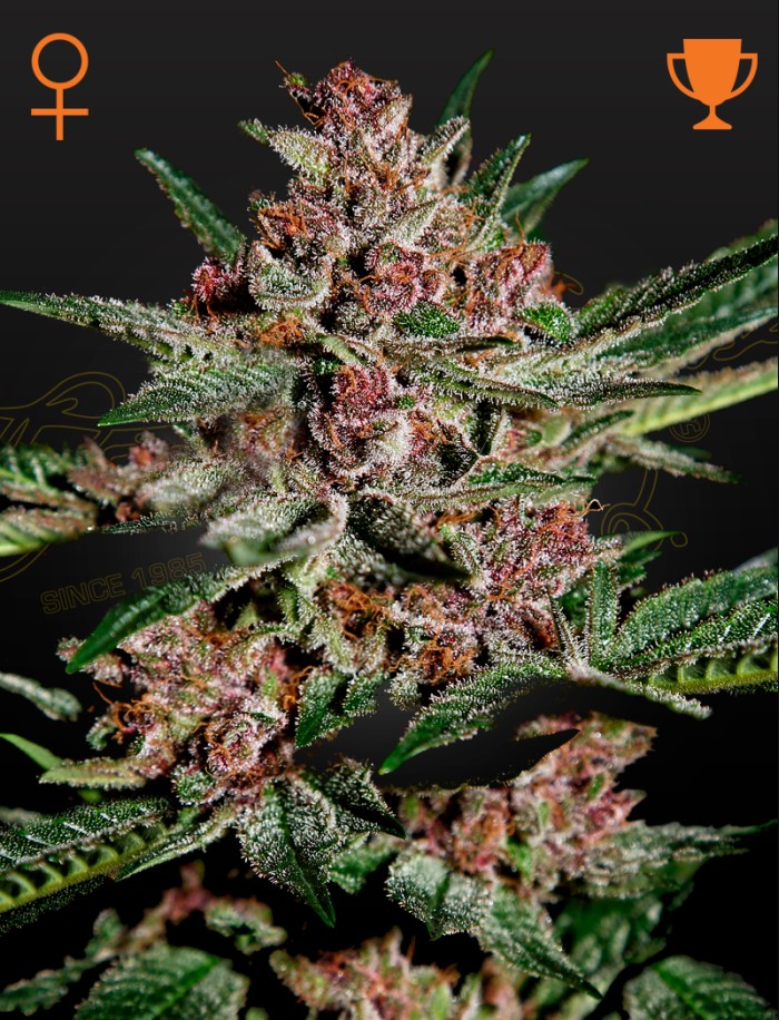 Medicinal Seeds :: High THC Seeds - Green House Seed Company - Buy ...