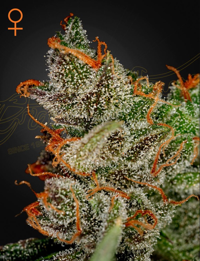 Medicinal Seeds High THC Seeds Green House Seed Company Buy
